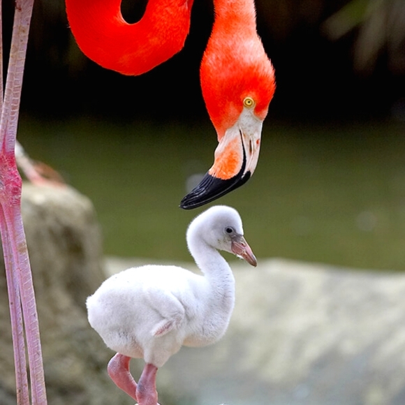 Meet your Posher, Sylvia - Picture 1 of 1